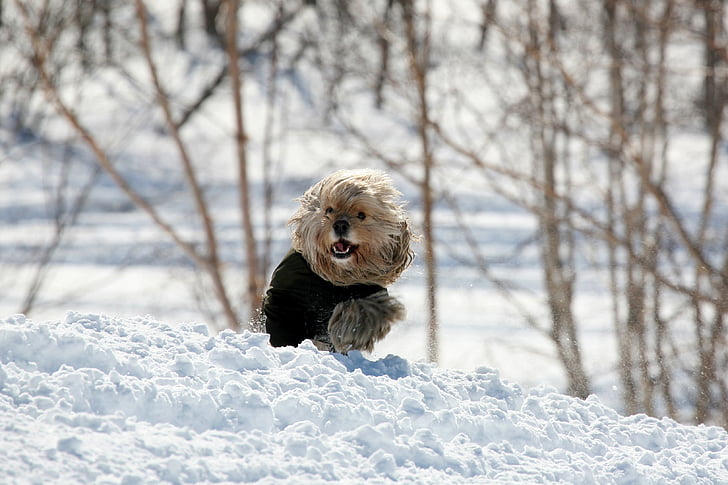 ค็อกเกอร์สเปเนียล, สุนัข, สัตว์เลี้ยง, สัตว์, เพื่อนที่ดีของมนุษย์, โคลสอัพ, หิมะ