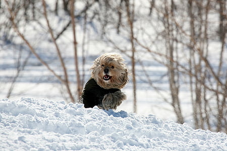 Cocker spaniel, con chó, vật nuôi, động vật, người bạn tốt nhất của con người, cận cảnh, tuyết