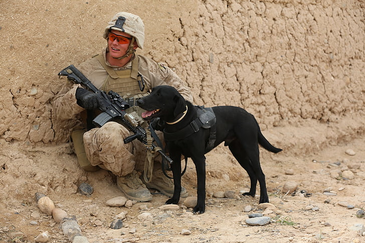 στρατιώτης, σκύλος, σύντροφος, υπηρεσία, στρατιωτική, κυνικός, πορτρέτο