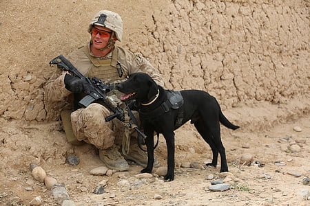 voják, pes, společnice, Služba, vojenské, Psí, portrét