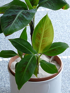 arbusto banana, árvore de banana, planta de banana, planta, verde, banana, Musa
