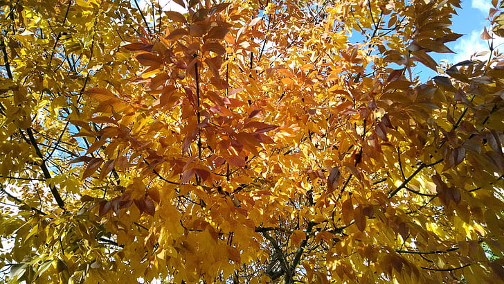jesen, stabla, lišće, priroda, jesen, žuta, narančasta