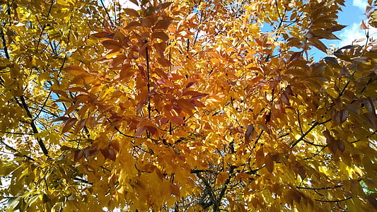 autumn, trees, foliage, nature, fall, yellow, orange
