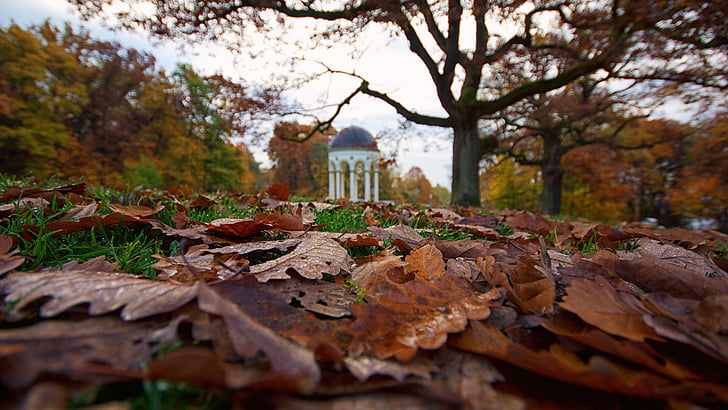 Neroberg, autunno, Wiesbaden, nerobergtempel, foglie, marrone, rugiada