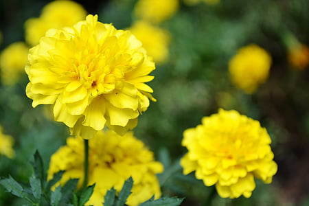 fleur jaune, fleurs, fleurs de jardin, petites fleurs, Sri lanka, Peradeniya, jardin botanique