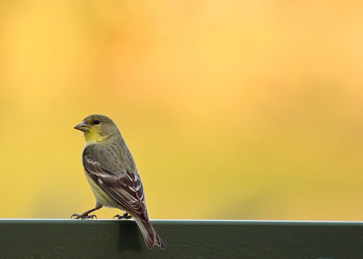 vták, Finch, Príroda, voľne žijúcich živočíchov, zviera, malé, žltá