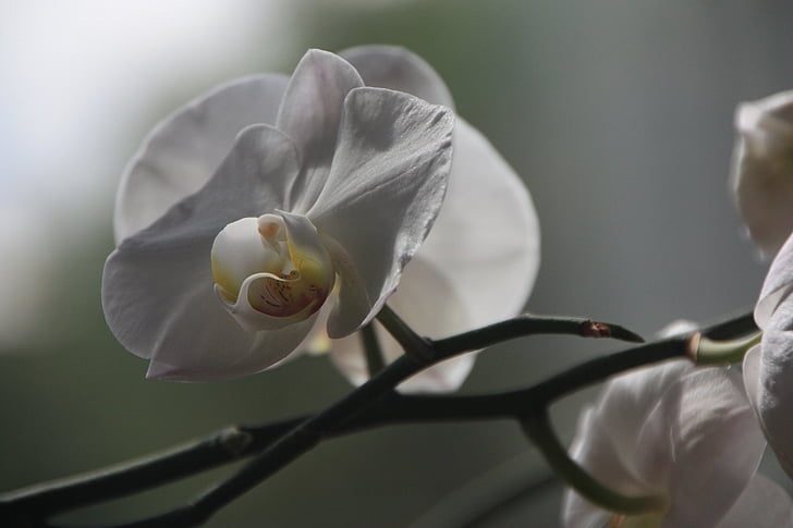 orhideja, phalaenopsis, cvijet, cvatu, cvijet, biljku bijeli, priroda