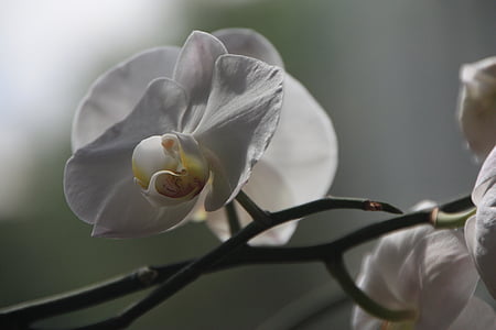 orquídia, Phalaenopsis, flor, flor, flor, planta blanc, natura