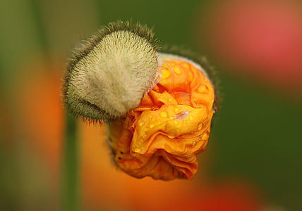 flor de rosella, flor, Rosella, brot, plega, mohngewaechs, macro