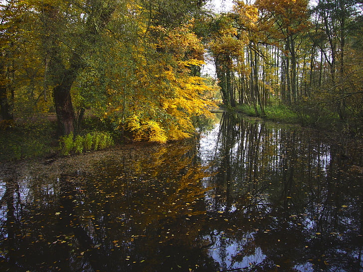 padajícího listí, rybník, sluneční světlo, podzimní barvy, zrcadlení, listy, zlatý podzim