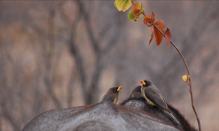 oxpeckers, chim, Thiên nhiên, Buffalo