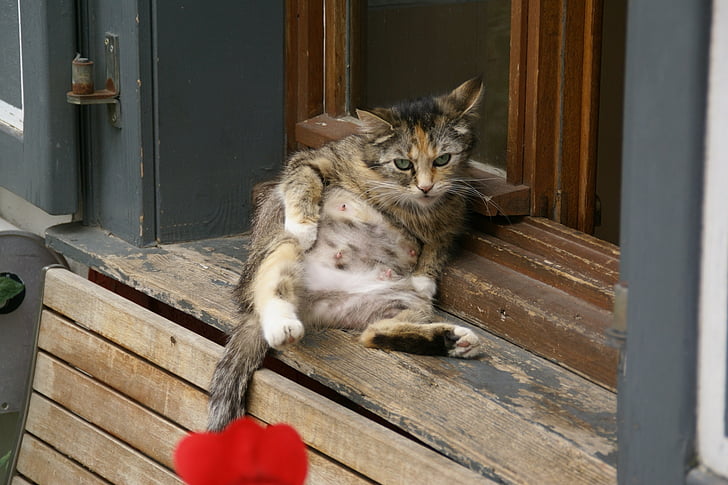gatto, seduta, felino, finestra, a riposo, carina, reclinabili