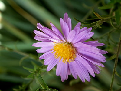 цветок, Хризантема, фиолетовый, красивый цветок, Цветы садовые, красочные, лепестки