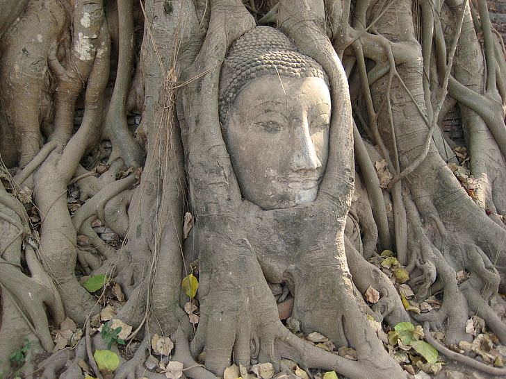 antiga, Àsia, marró, Buda, Tailàndia, arbre, estàtua