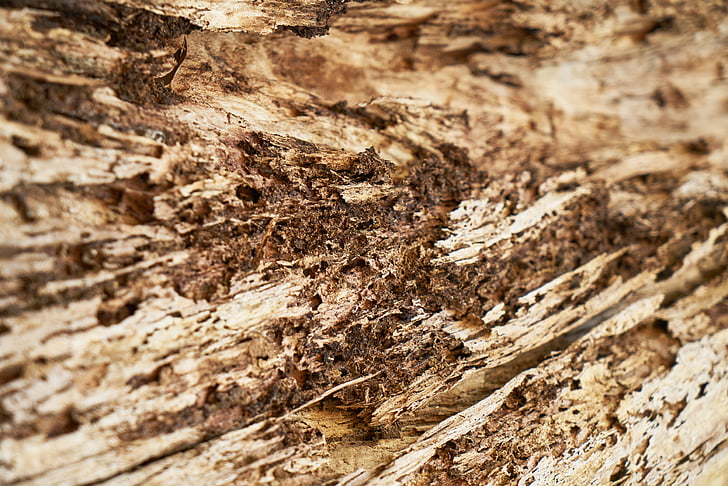 Resumen, marrón, árbol, madera, patrón de, textura, fondos