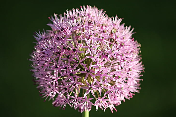 ornamental onion, allium, blossom, bloom, garden plant, purple, pink