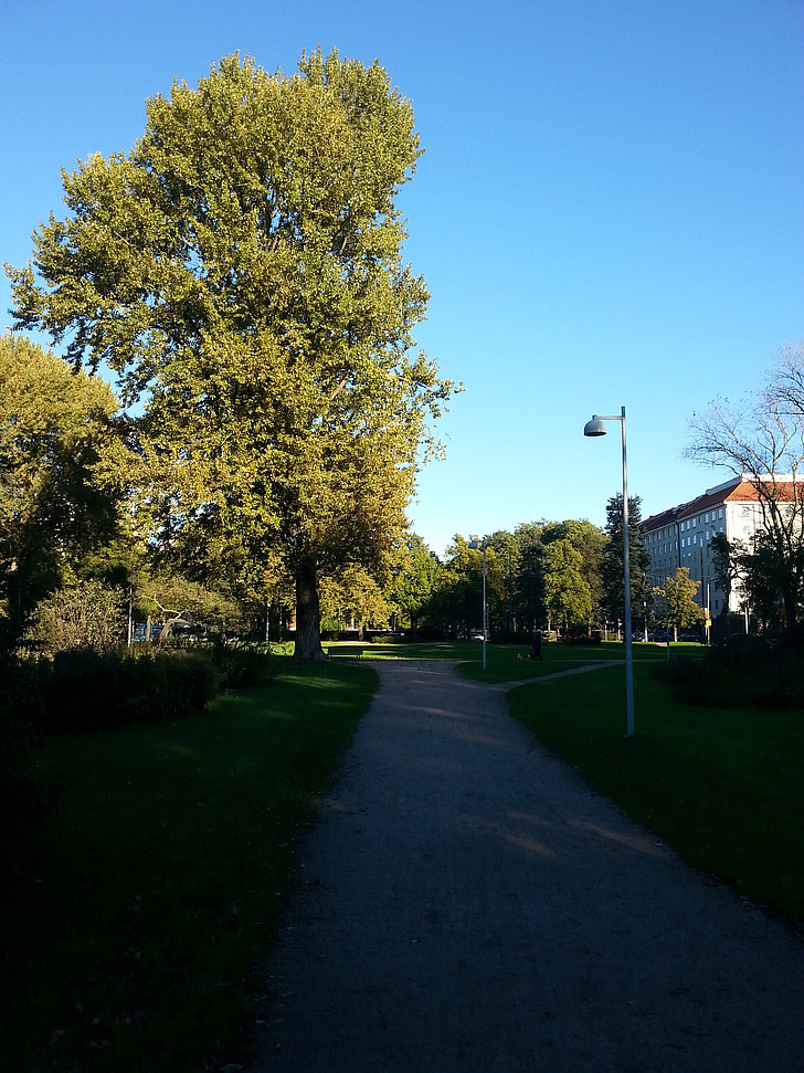 Helsinki, Finlandia, pohon, alam, pemandangan, cabang, langit biru