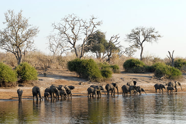Ботсвана, стадо слонове, Чобе, Ривърсайд