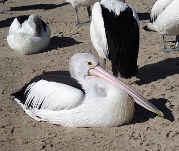 pelican, bird, nature, wildlife, beak, sitting, wing