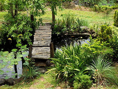 jardí, Estany, l'aigua, natura, verd, planta, l'estiu