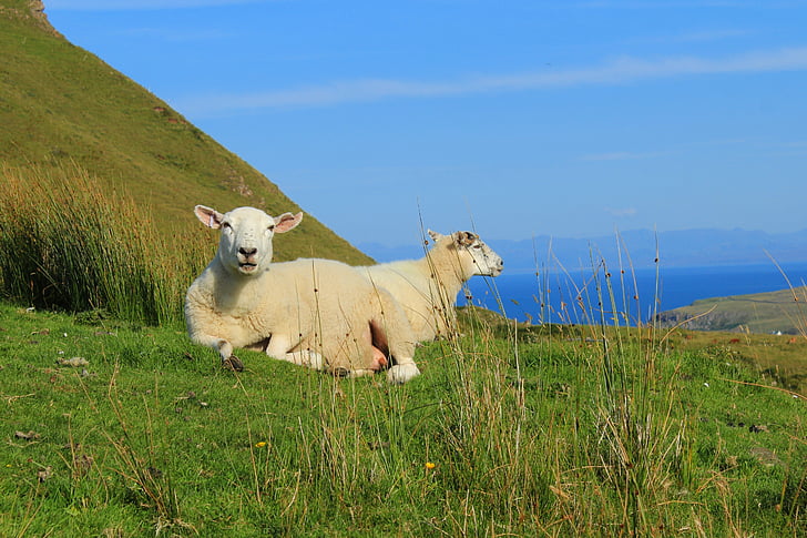scotland, isle of skye, sheep, landscape, mountains, sea