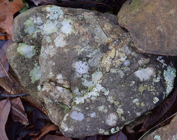 lav på rock, Lichen, symbiotisk, cyanobakterier, svampe, natur, Rock vilde