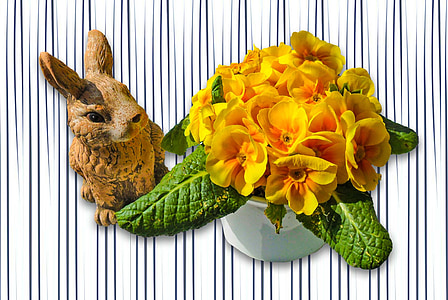 Hare, dyr, nager, dverg bunny, søt, Påskeharen, natur