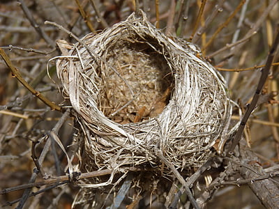 nest, tree, birds, incubate, close-up, hay, no people