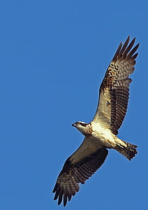 Adler, natürliche, Vögel, Ökologie, Flügel, Flug, Vogel