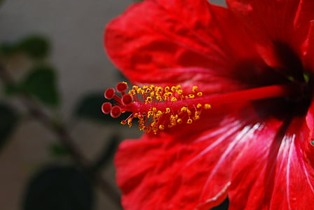 blomst, makro, rød, lyse, pollenbærere