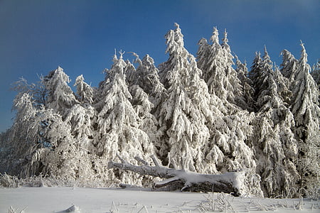 invierno, nieve, invernal, hochrhoen, Wasserkuppe, invierno de Rhön, cubierto de nieve