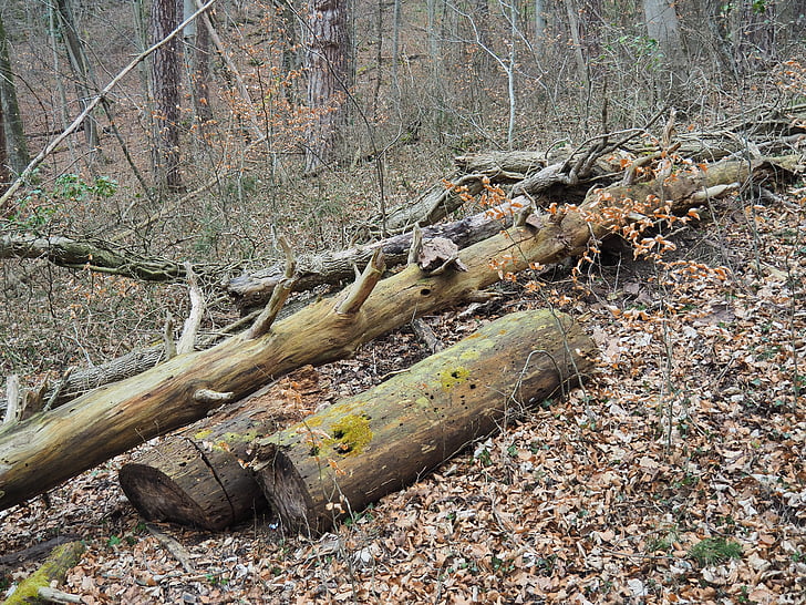 mrtvega lesa, lesa, morsch, dnevnik, odmrle rastlinske, stari, drevo