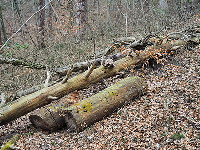 mrtvé dřevo, dřevo, morsch, protokol, odumřelé rostlinné, staré, strom
