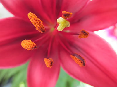 Kelk (bloem), stamper, stuifmeel, Lily, Blossom, Bloom, bloem