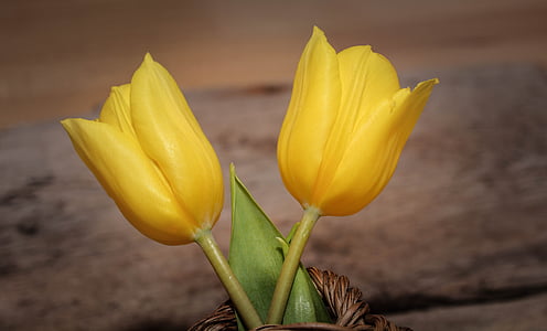 tulipanes, flores, schnittblume, amarillo, flor amarilla, flor de primavera, cerrar