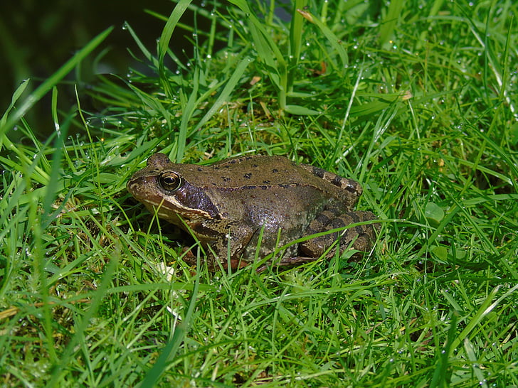 Frog pond, groda, amfibie, trädgård, vattenlevande djur, djur, naturen
