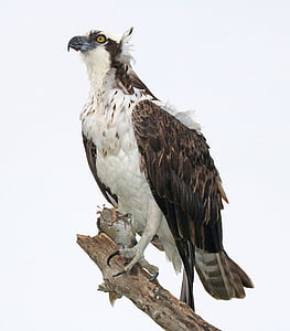 osprey, perched, raptor, bird, nature, wild, portrait