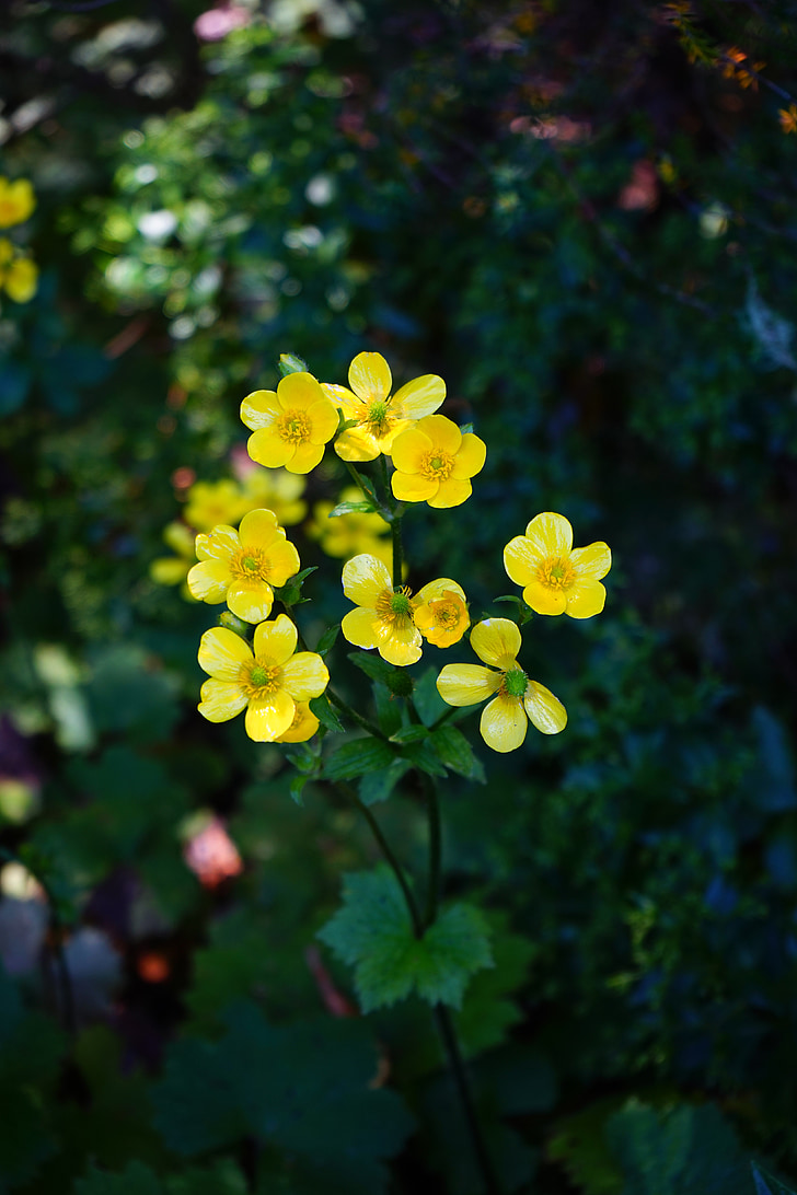 a Buttercup, virág, Blossom, Bloom, sárga, Ranunculus cortusifolius, Kanári-szigetek és a buttercup