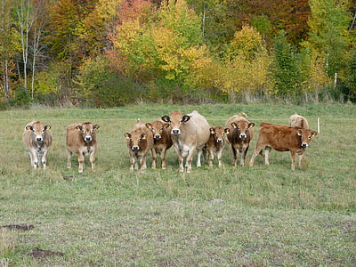 vacas, animales, pradera, curiosidad, observación, equipo