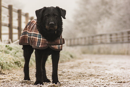 dog, animal, winter, spacer, squared, cape, pets