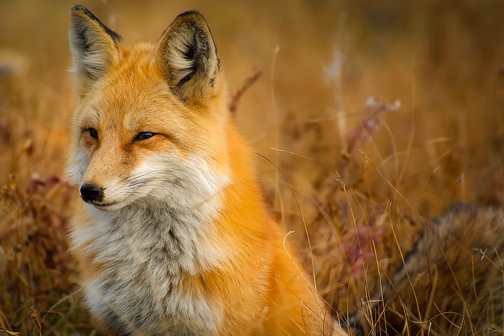 lisica, živali, prosto živeče živali, rdeča, makro, od blizu, krajine