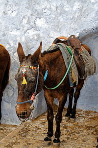 burro, animal, Santorini, Grecia, remolque