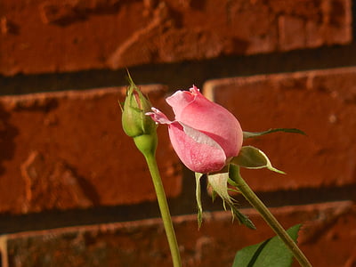 capullo de rosa, flor, flores, color de rosa, flor, Bud, floración