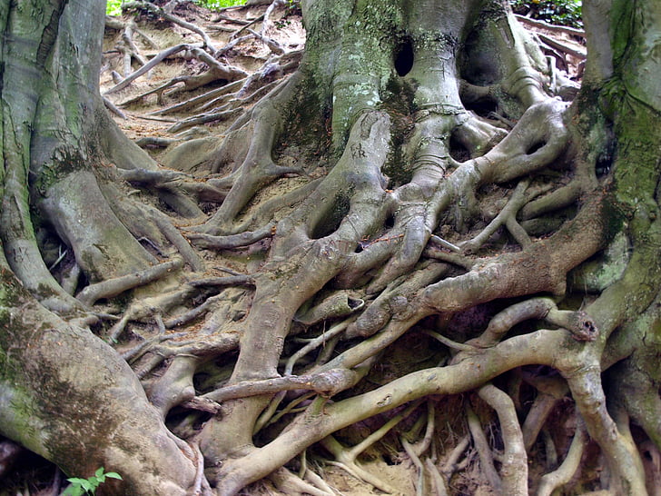 roots, tree, nature, root, forest