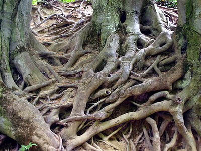 raízes, árvore, natureza, raiz, floresta