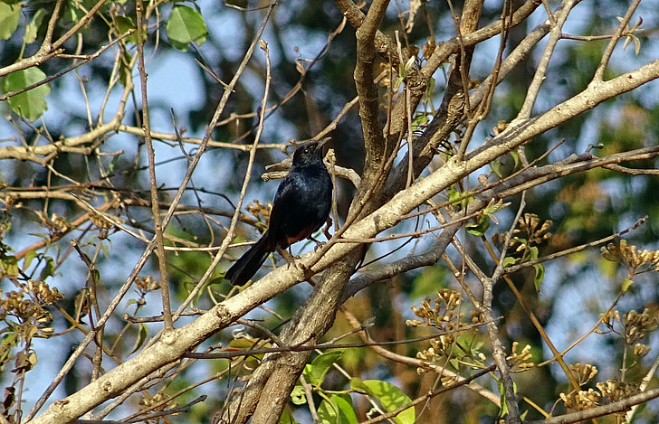 lind, Robin, India robin, mees, copsychus fulicatus, muscicapidae, loodus