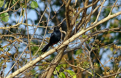 bird, robin, indian robin, male, copsychus fulicatus, muscicapidae, nature