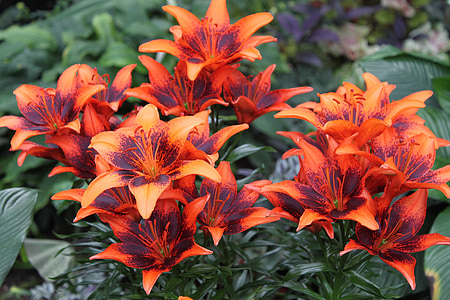 blomst, Lillies, orange liliies, blomstermotiver