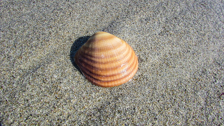 Seashell, Playa, cáscara, mar, naturaleza, verano