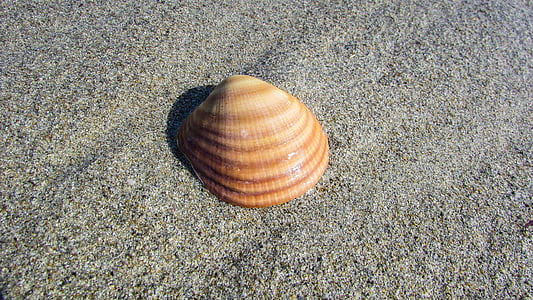 Seashell, Beach, Shell, more, Príroda, letné